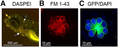 Detecting Novel Ototoxins and Potentiation of Ototoxicity by Disease Settings